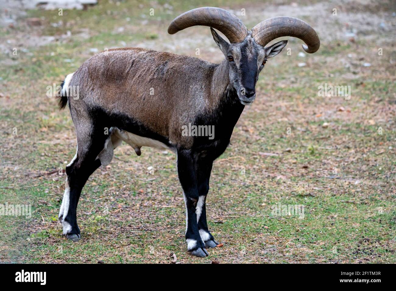 Close up of Bharal, Himalayan blue sheep, naur or Pseudois nayaur Stock Photo