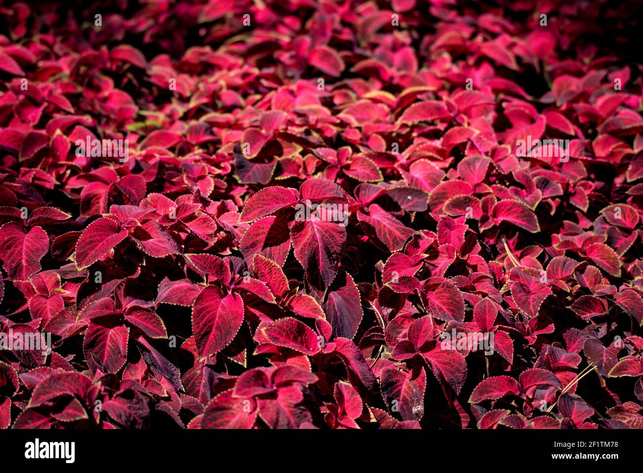 Coleus flower foliage background. Beautiful perspective of natural red coleus plant leaves in garden at summer sunny day. Stock Photo
