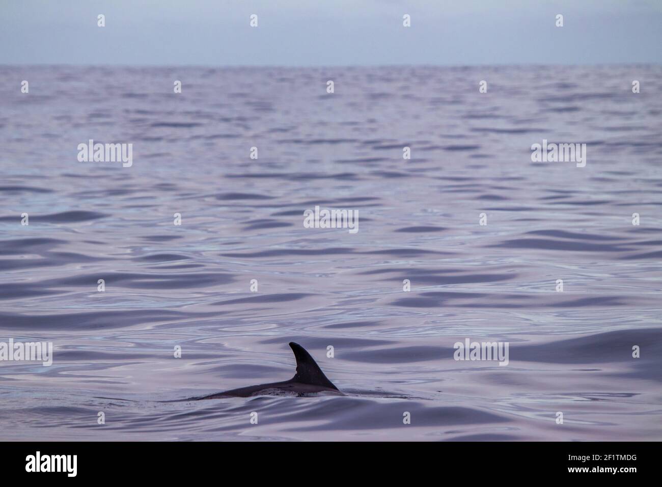 Common dolphin at the Azores islands, whale watching activity, great experience. Stock Photo