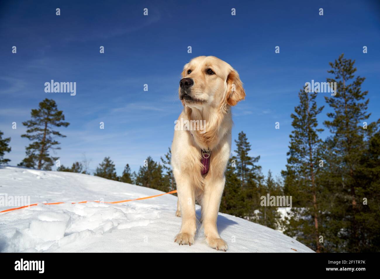 A closeup shot of a Russian tracker dog in the greenery in winter Stock Photo