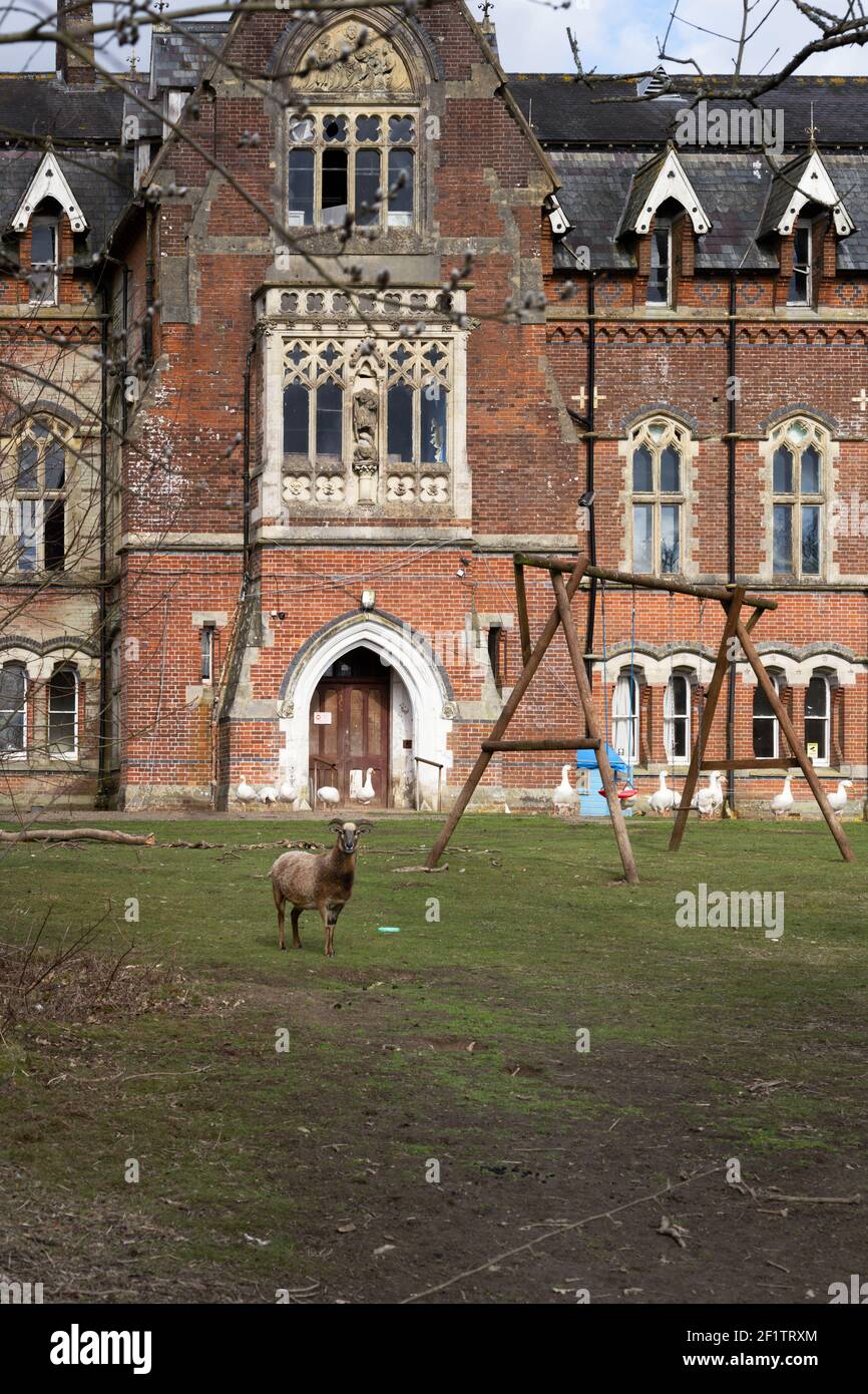 Sheep and geese in the grounds of an old abandoned Victorian orphanage building Stock Photo