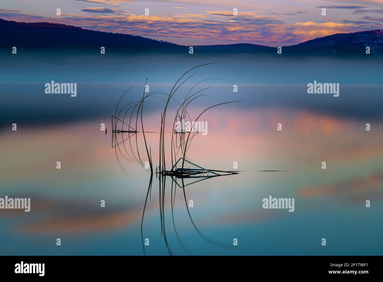 A small patch of tules (reeds) reflected in calm water with fog and ...