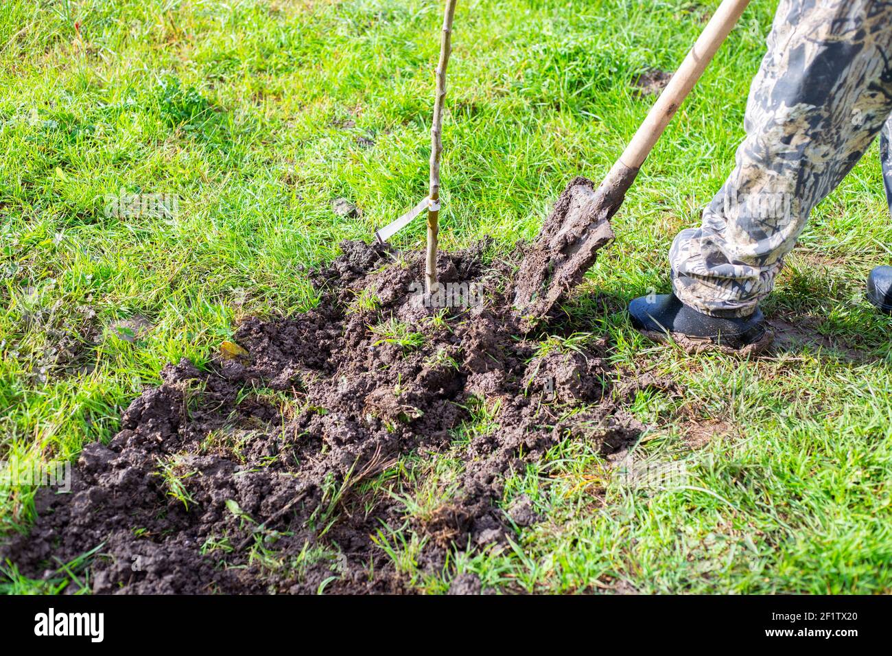 Planting seedlings of fruit trees. A man buries a young fruit tree in the garden with a shovel in the spring. Stock Photo