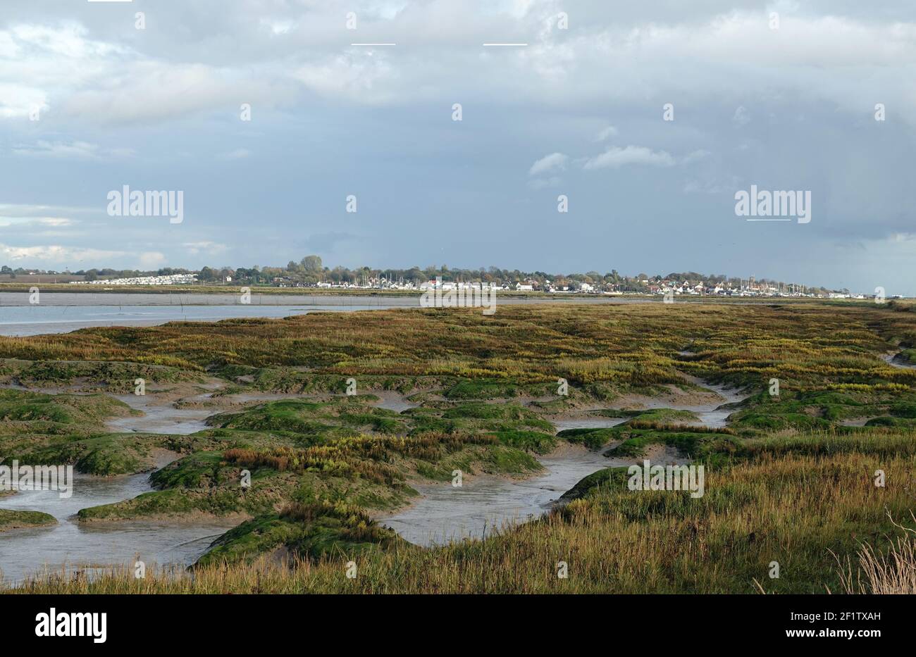 Swampy land hires stock photography and images Alamy