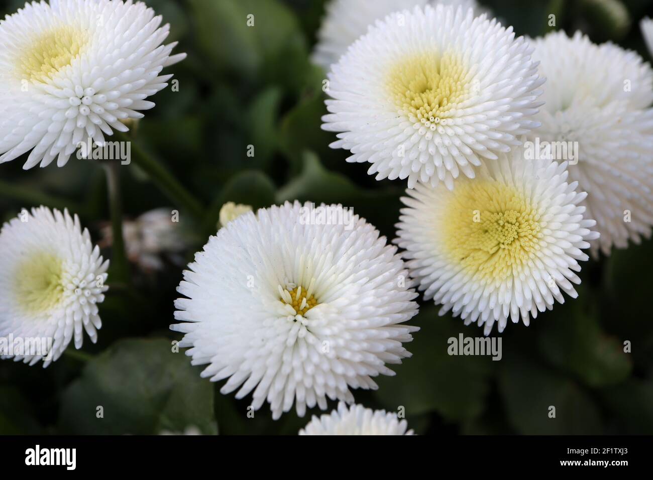 Bellis perennis 'Bellissima White’ white Bellis – white flowers with tightly quilled petals, March, England, UK Stock Photo