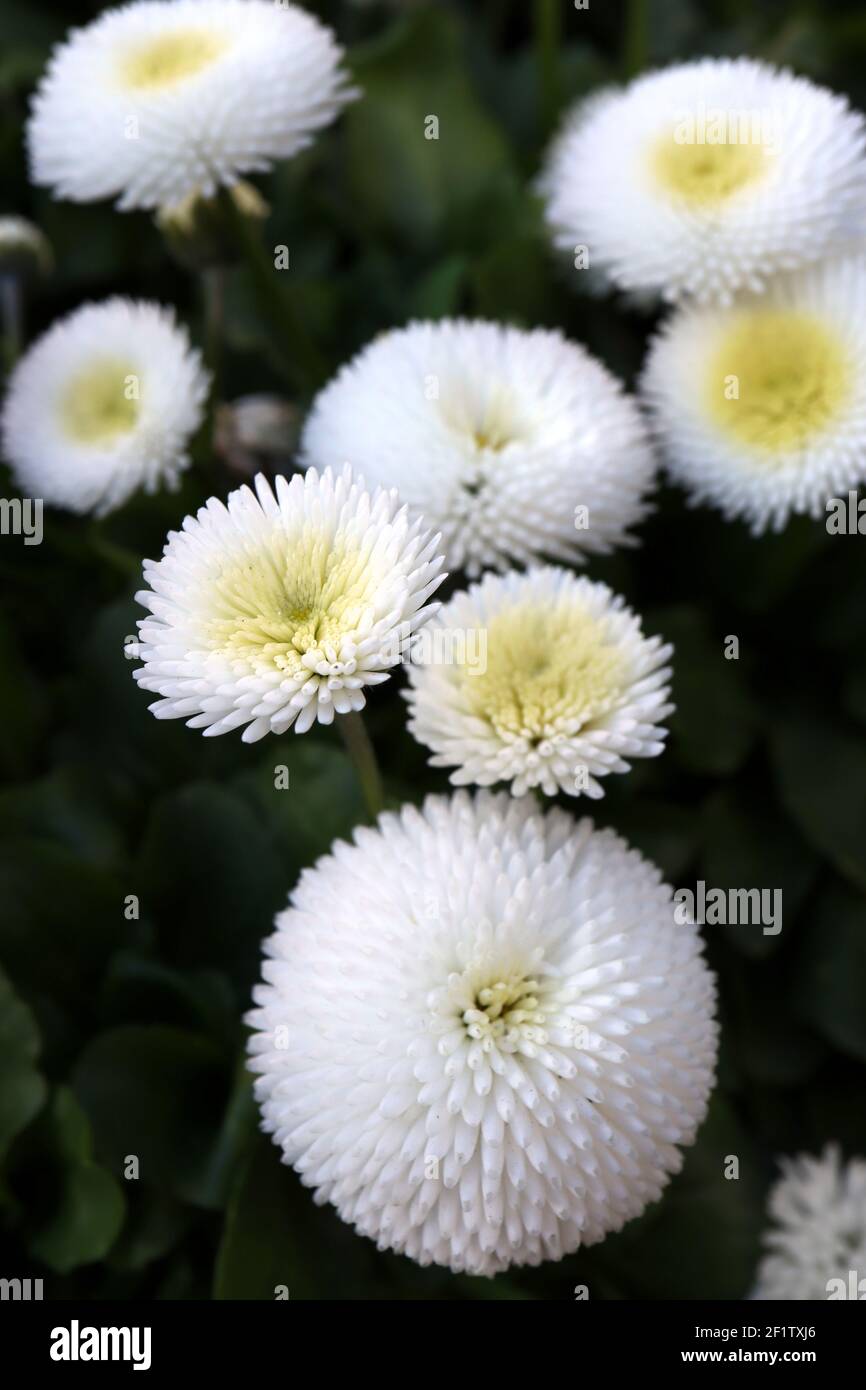 Bellis perennis 'Bellissima White’ white Bellis – white flowers with tightly quilled petals, March, England, UK Stock Photo