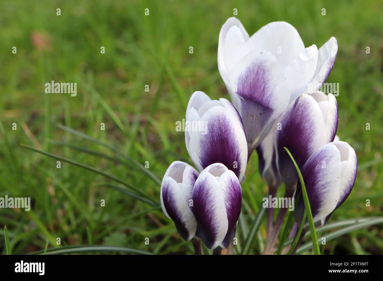 Crocus chyrsanthus ‘Prins Claus’ Crocus Prins Claus – group of white goblet-shaped flowers with purple mark,  March, England, UK Stock Photo