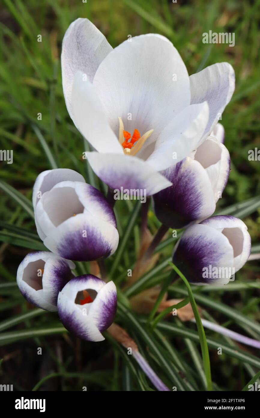Crocus chyrsanthus ‘Prins Claus’ Crocus Prins Claus – group of white goblet-shaped flowers with purple mark and golden stamen,  March, England, UK Stock Photo