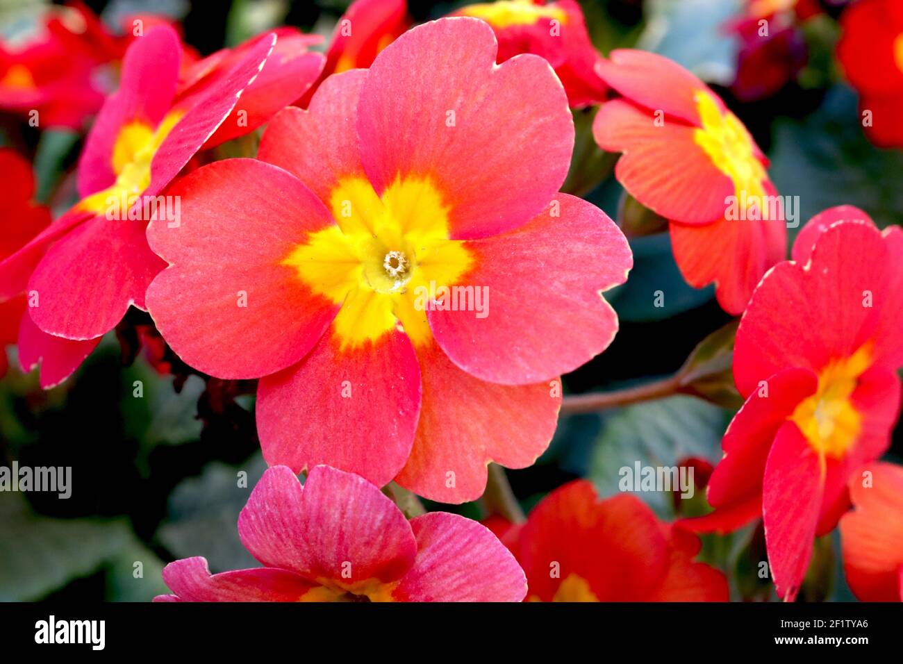 Primula polyanthus ‘Crescendo Bright Red’ red primroses with yellow centres,  March, England, UK Stock Photo