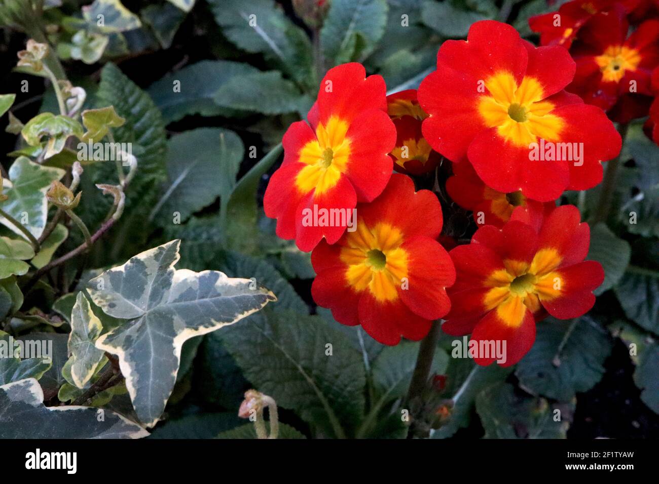 Primula polyanthus ‘Crescendo Bright Red’ red primroses with yellow centres,  March, England, UK Stock Photo