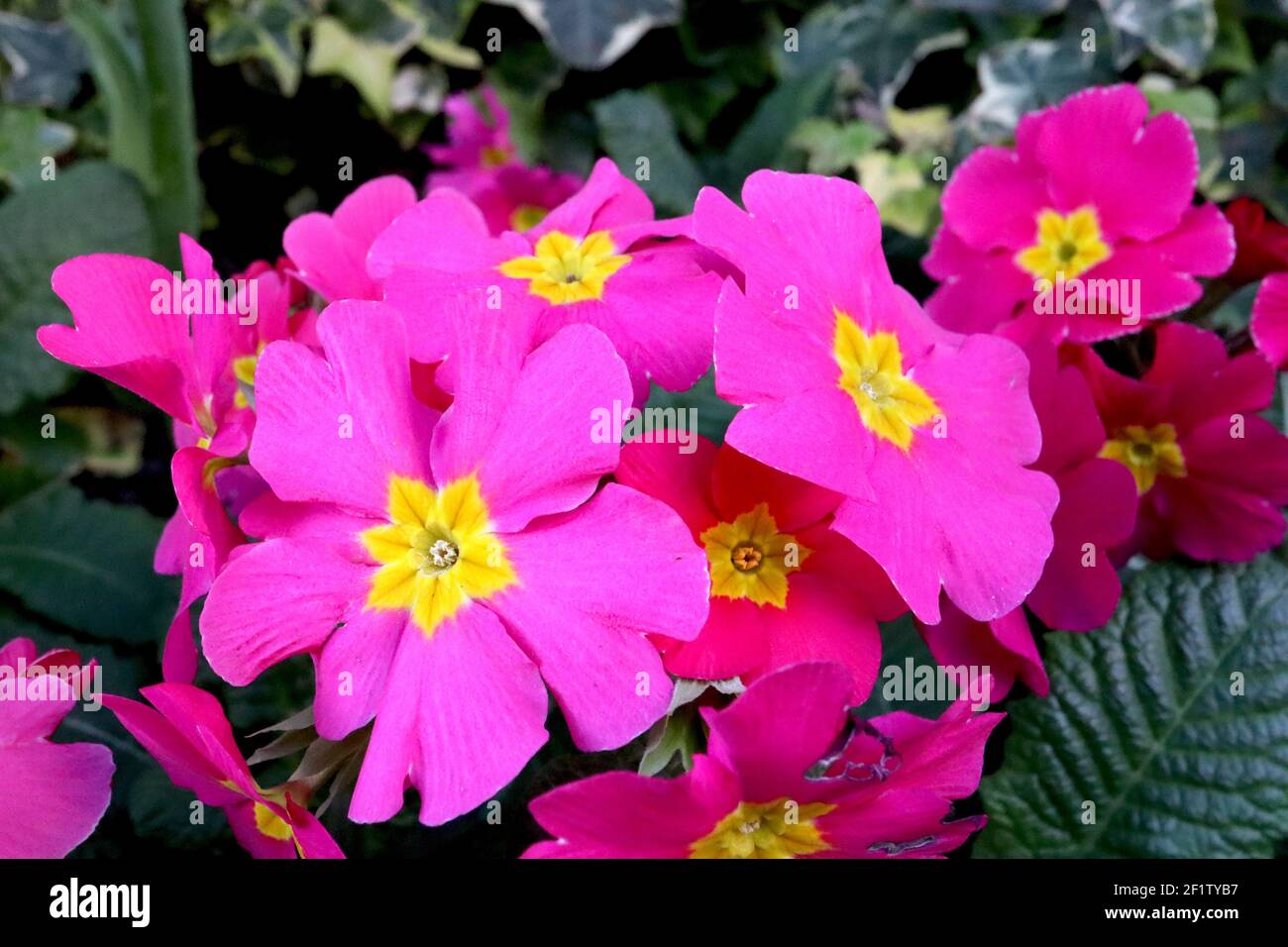 Primula polyanthus ‘Crescendo Bright Rose’ pink primroses with yellow centres,   March, England, UK Stock Photo