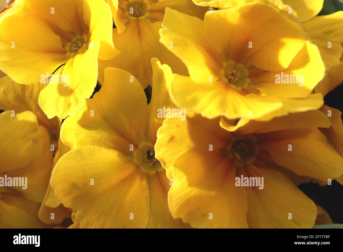 Primula vulgaris ‘Danova Yellow with Eye’ yellow primroses with mustard eye, March, England, UK Stock Photo