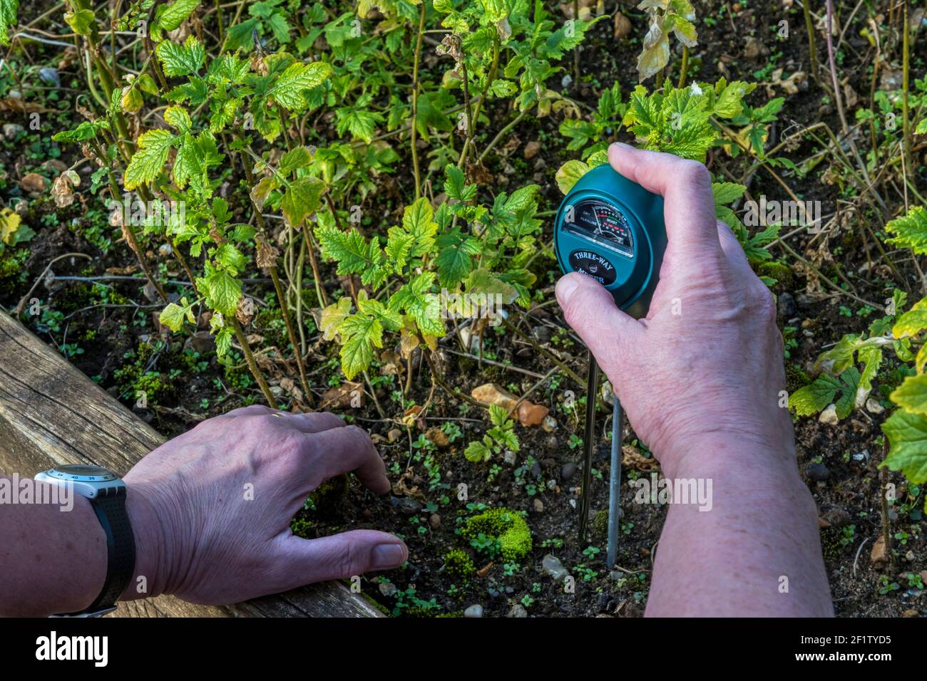Woman testing the pH of her garden soil using a meter to show acidity, moisture content & light levels. Stock Photo
