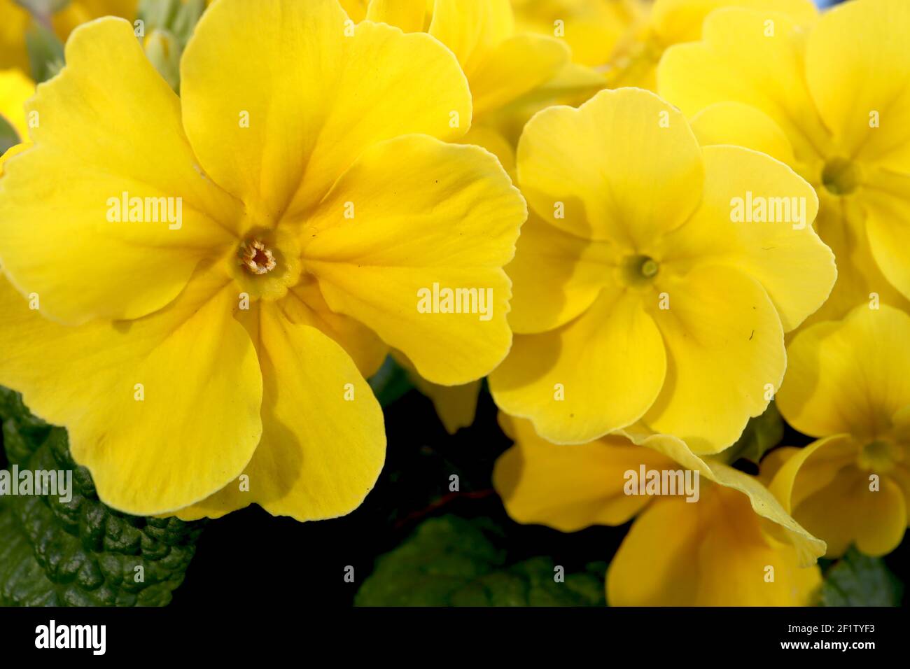 Primula vulgaris ‘Danova Lemon Yellow’ yellow primroses, March, England, UK Stock Photo