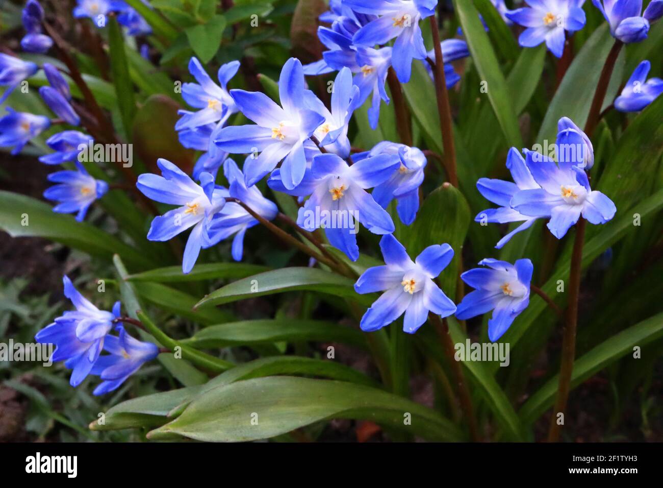 Scilla sardensis Sart squill – intense blue star-shaped flowers with a white centre,  March, England, UK Stock Photo