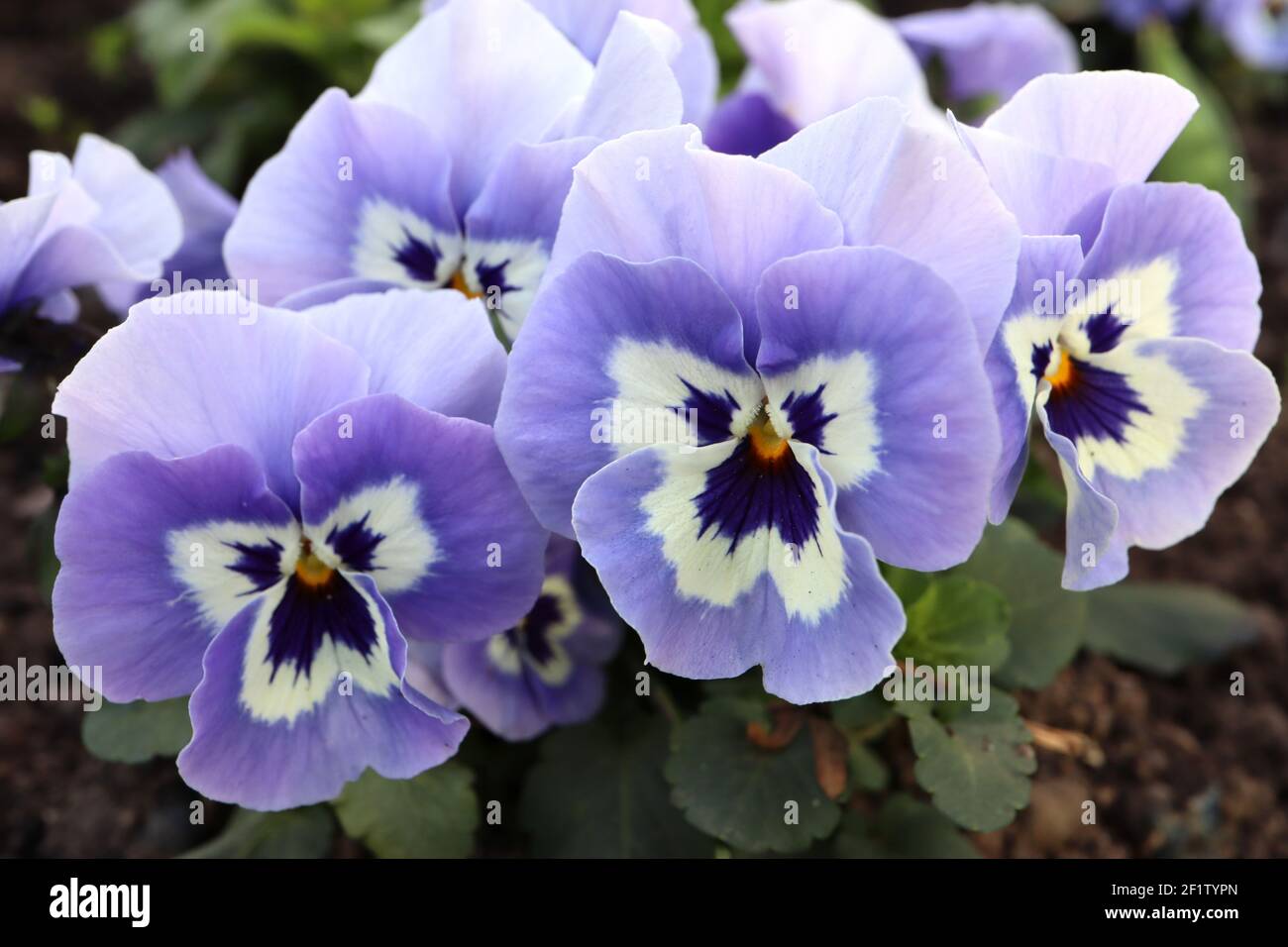 Viola ‘Sorbet Marina’ Pansy Sorbet Marina – tricolour lilac and white pansy with dark blue whiskers,  March, England, UK Stock Photo