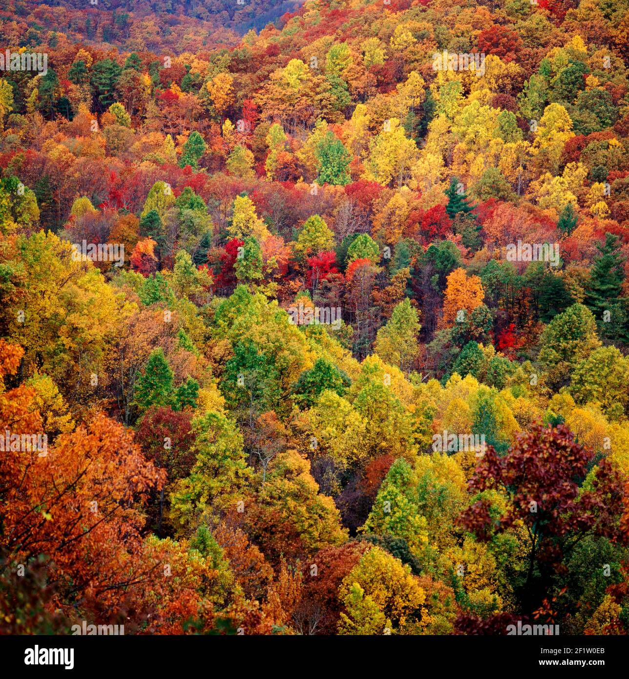 Autumn view along the Blue Ridge Parkway, in the Blue Ridge Mountains, Virginia, USA Stock Photo