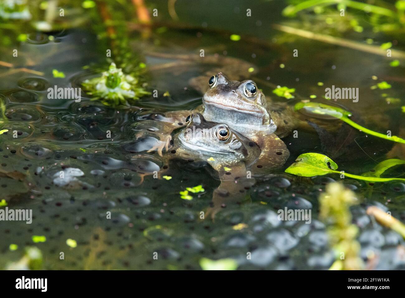 Common frogs (Rana temporaria) mating in spring surrounded by frogspawn, garden wildlife pond, Scotland, UK Stock Photo
