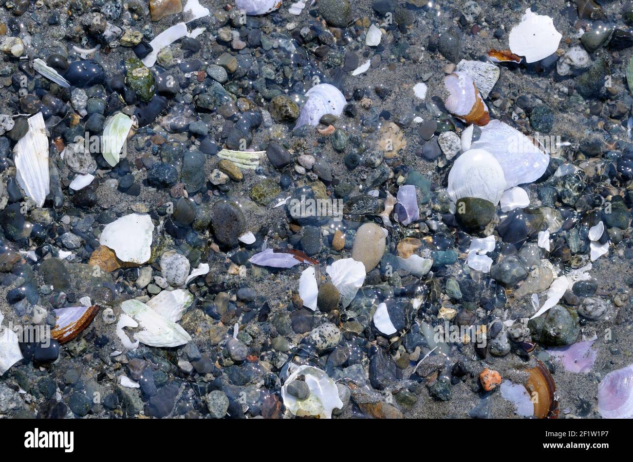 Spit Shell Close up photo of rocks and shells, Sidney Spit, Gulf Islands National ...