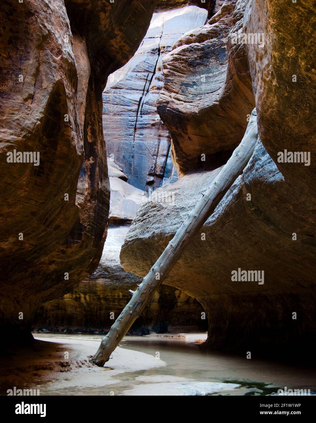 drift wood log in the slot canyon formed by the Left Fork of North Creek in Zion National Park, Utah, USA Stock Photo