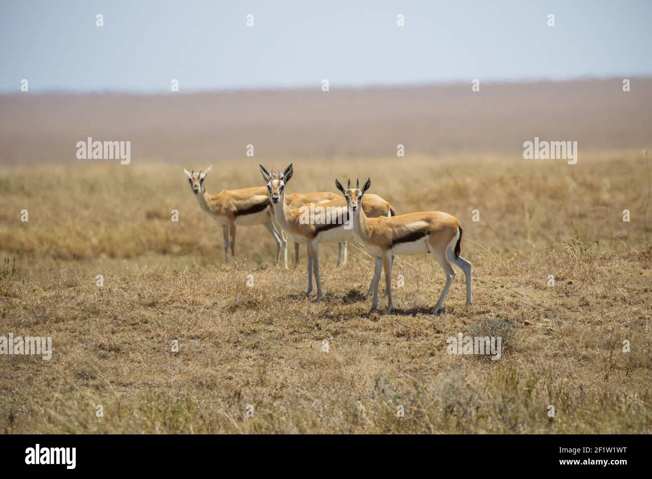 Herd gazelles serengeti tanzania east hi-res stock photography and ...