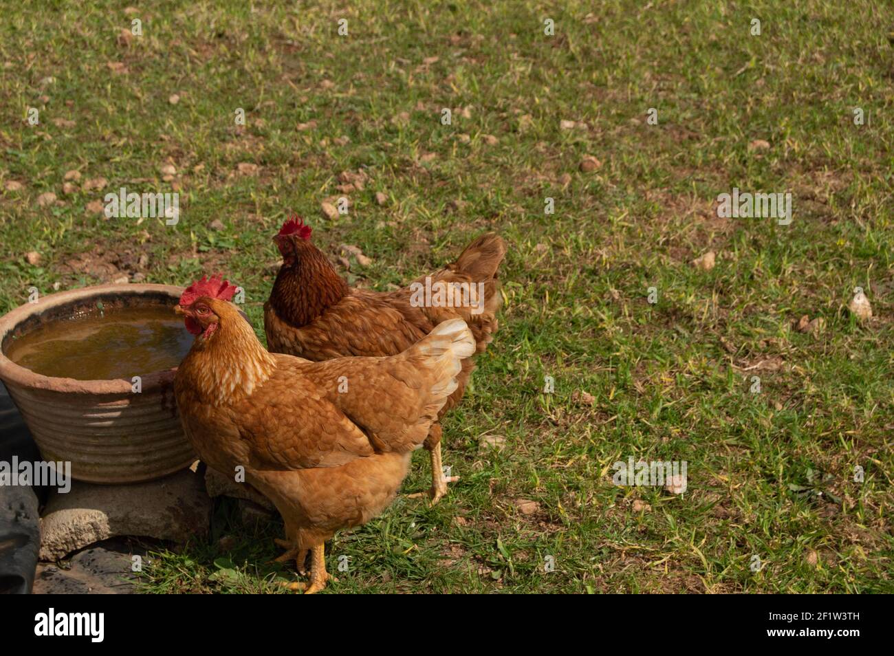 Hund and rooster grazing free Stock Photo