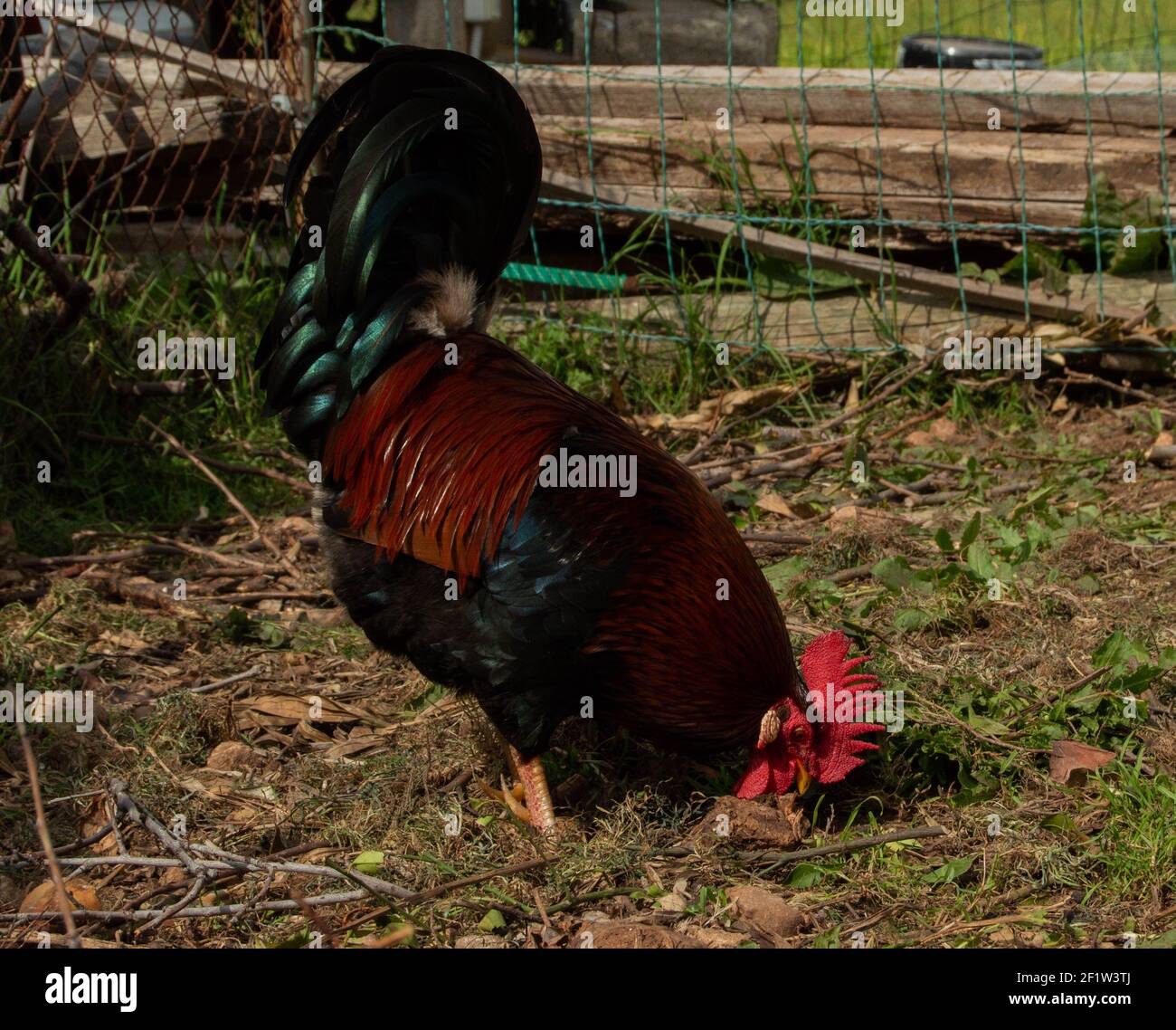 Hund and rooster grazing free Stock Photo