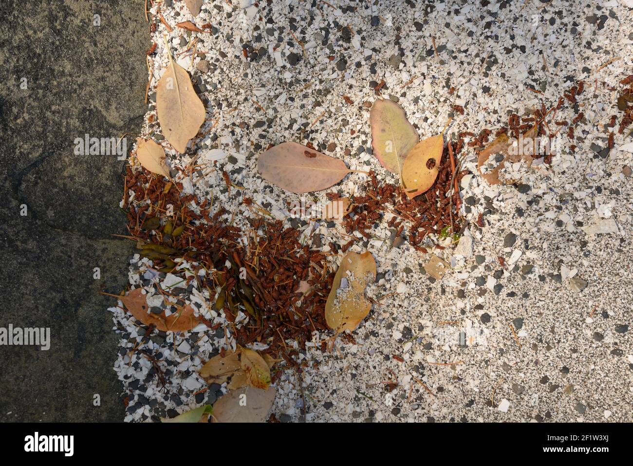 Arbutus leaves on a shell beach at Pirates Cove Marine Provincial Park