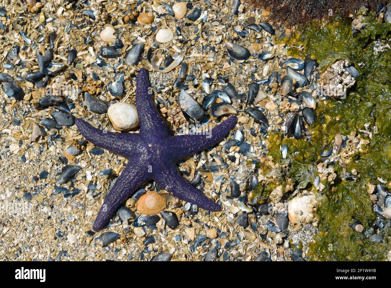 Star Shell Ocean Sea star on a shell beach in Pirates Cove, DeCourcy Island, British ...