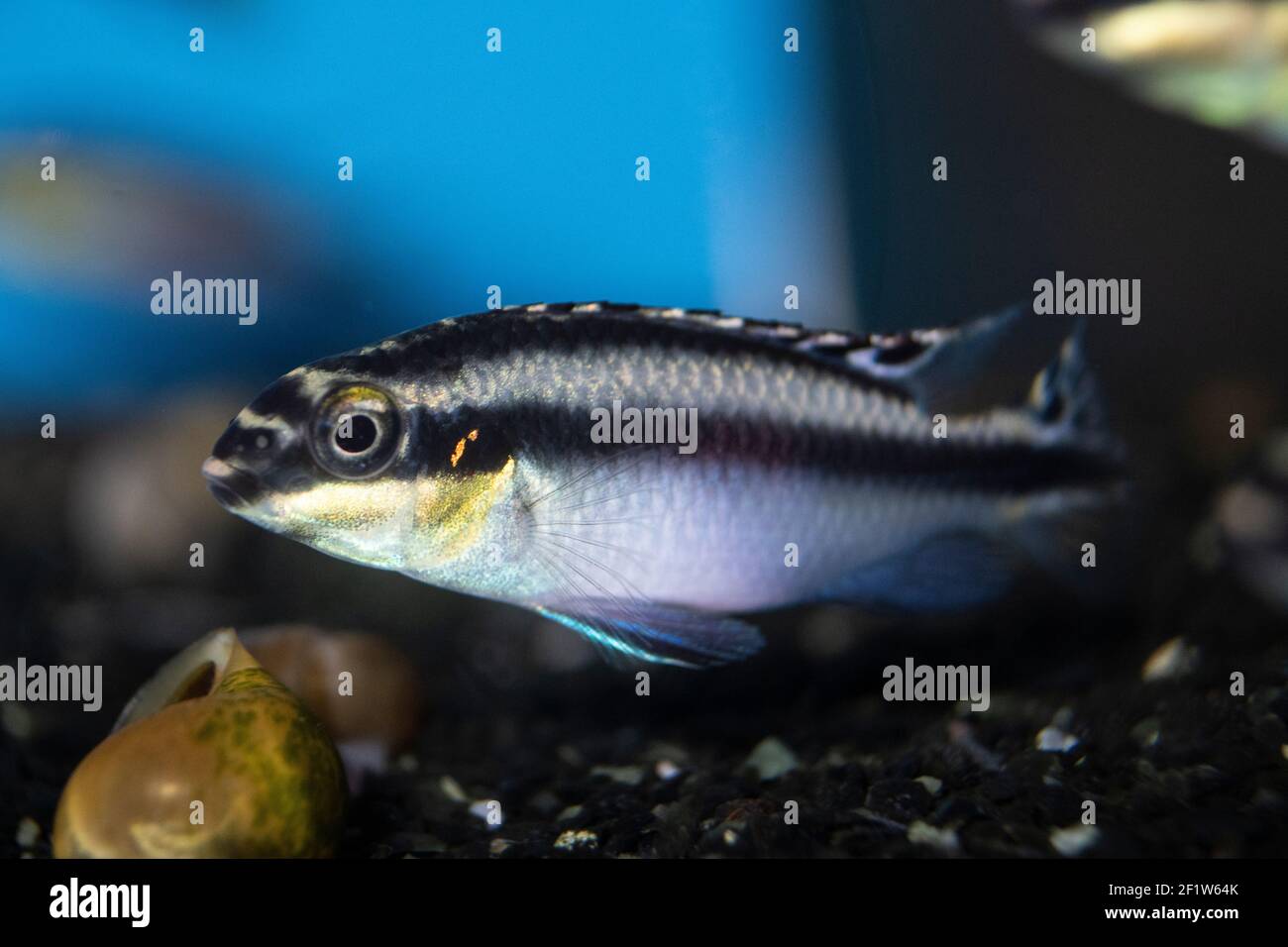 Pelvicachromis pulcher, Kribensis, Aquarium fish from lake Niger, Africa Stock Photo