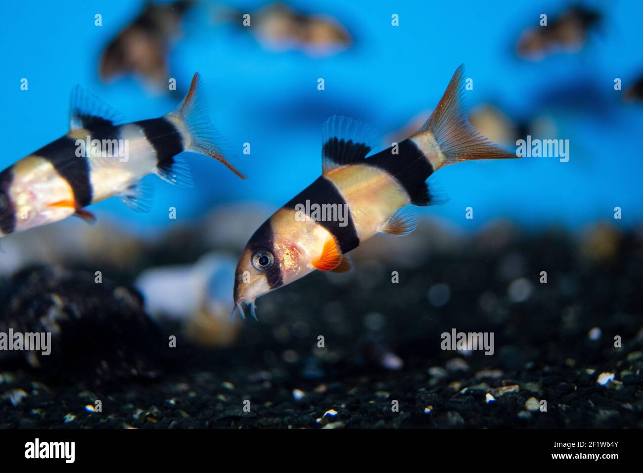 Clown loach (Chromobotia macracanthus) fish in freshwater aquarium Stock Photo