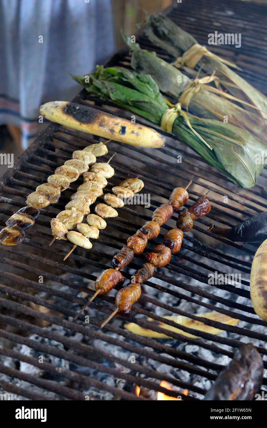 Cooking palm grubs, Kichwa community of Sani Isla in the Ecuadorean Amazon Stock Photo