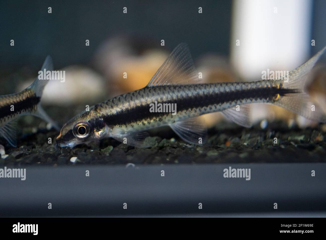 Siamese algae eater catfish Crossocheilus oblongus in freshwater aquarium Stock Photo