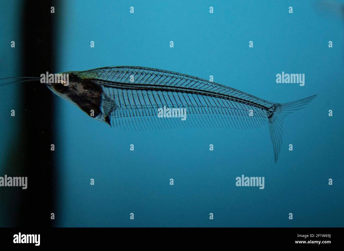 Glass catfish - krypthopterus biccirhis in freshwater aquarium Stock Photo