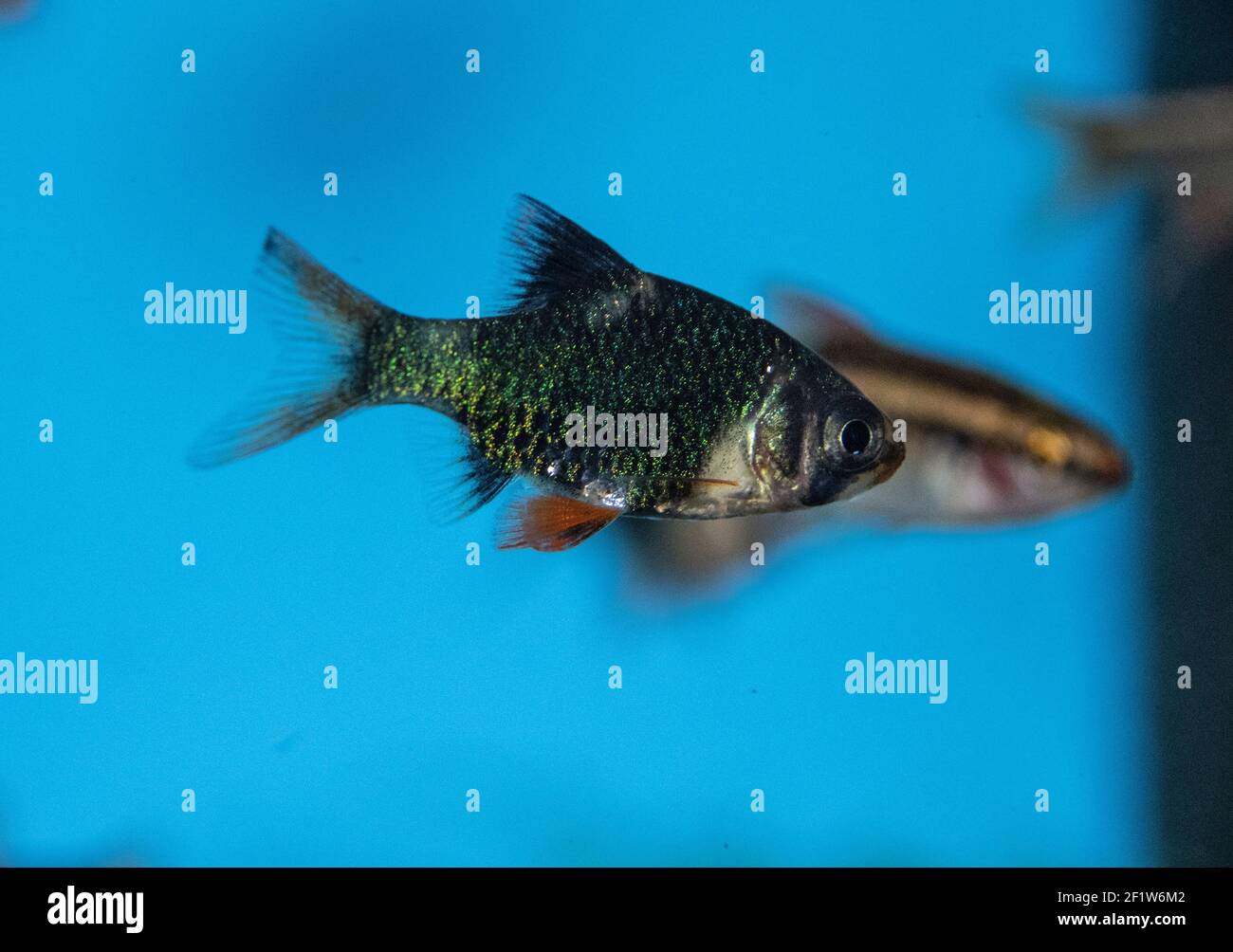 Fish barbus tetrazona (green) in freshwater aquarium Stock Photo