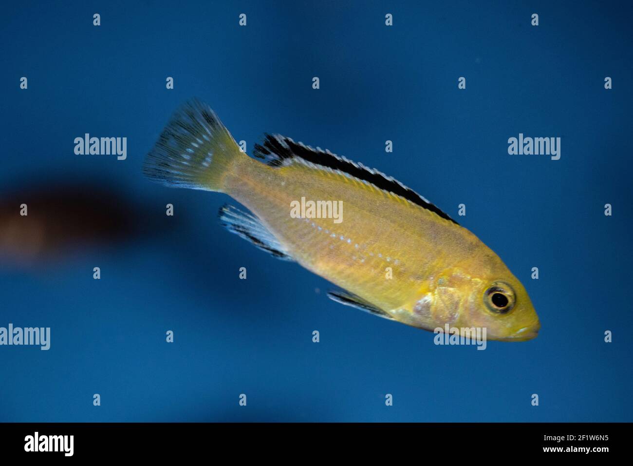 Labidochromis caeruleus is a cichlid from Lake Malawi in East Africa.   It is also known as lemon yellow lab, the blue streak hap, the electric yellow Stock Photo