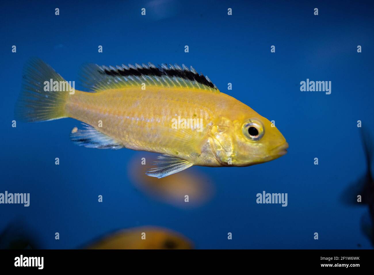Labidochromis caeruleus is a cichlid from Lake Malawi in East Africa.   It is also known as lemon yellow lab, the blue streak hap, the electric yellow Stock Photo