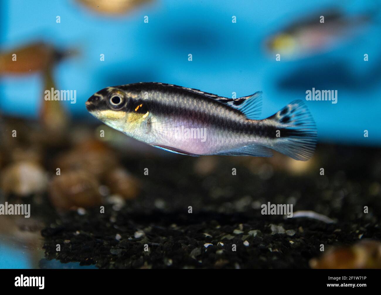 Pelvicachromis pulcher, Kribensis, Aquarium fish from lake Niger, Africa Stock Photo
