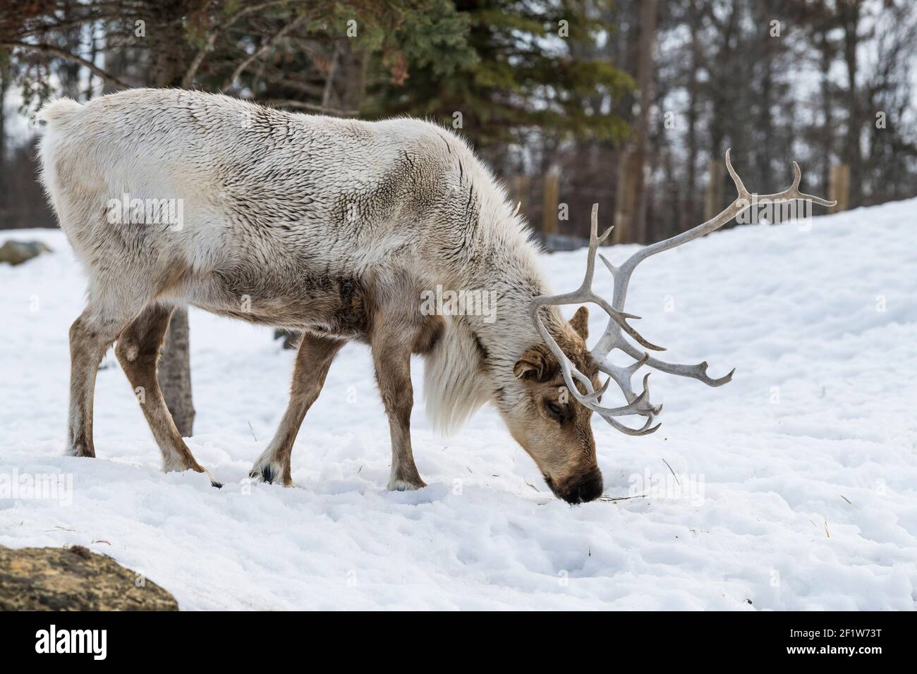 grazing woodland caribou(Rangifer tarandus caribou) in Winter, shot at Ecomuseum, Zoological park in Sainte-Anne-de-Bellevue, Québec, shot at Ecomuseu Stock Photo