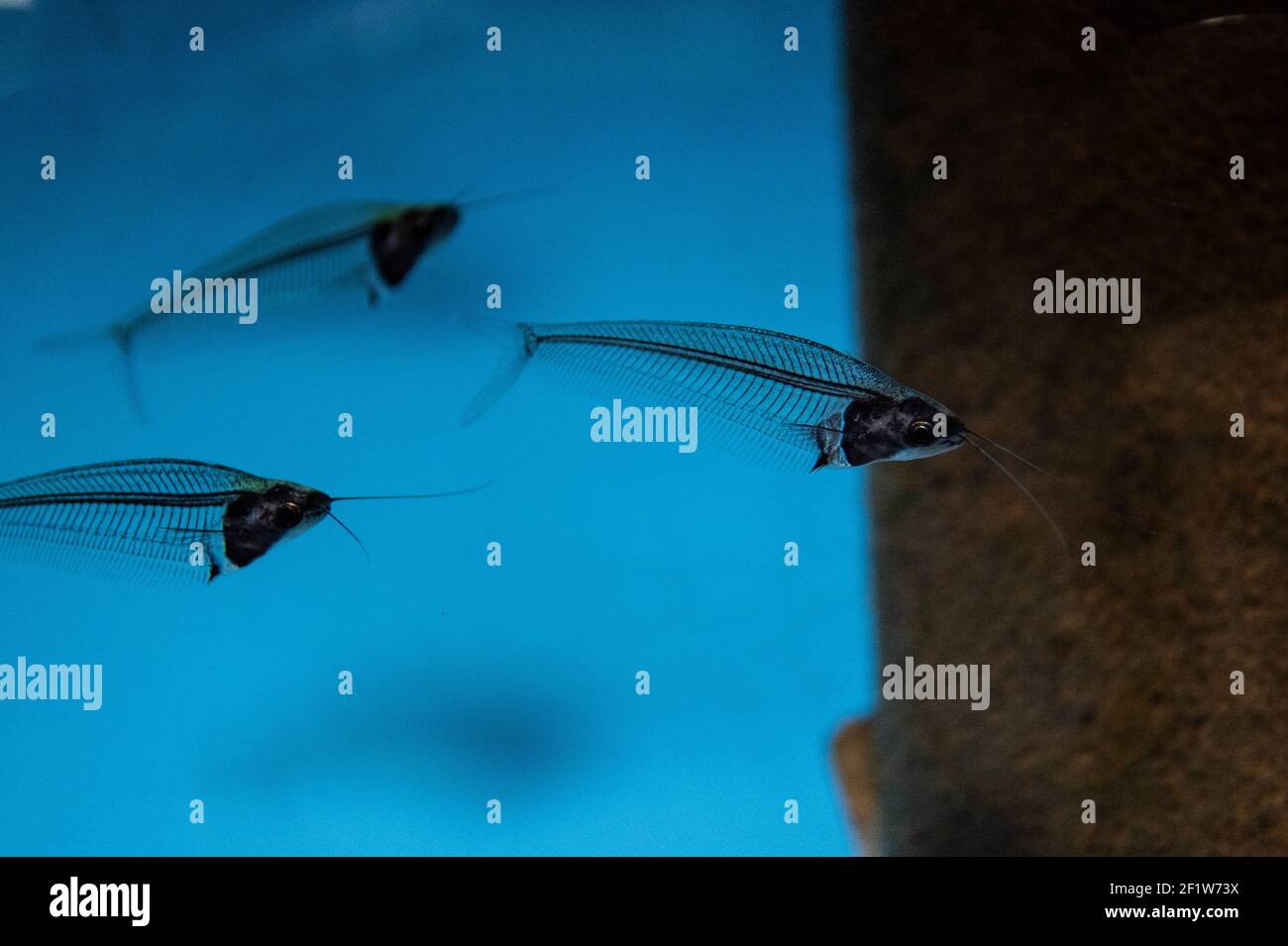 Glass catfish - krypthopterus biccirhis in freshwater aquarium Stock Photo