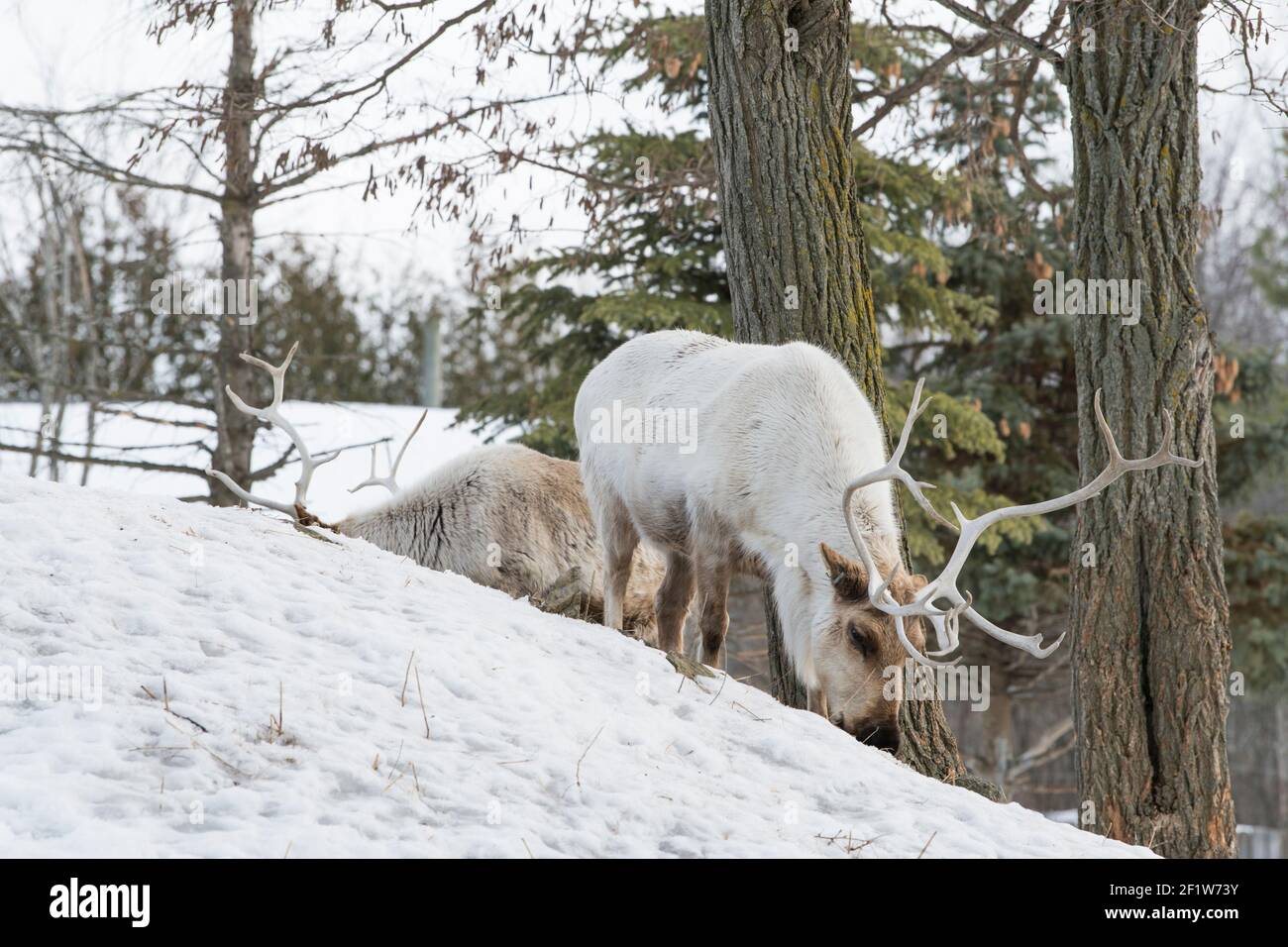 grazing woodland caribou(Rangifer tarandus caribou) in Winter, shot at Ecomuseum, Zoological park in Sainte-Anne-de-Bellevue, Québec, shot at Ecomuseu Stock Photo