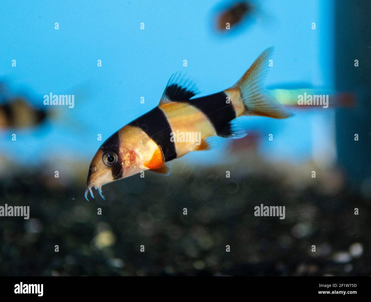 Clown loach (Chromobotia macracanthus) fish in freshwater aquarium Stock Photo