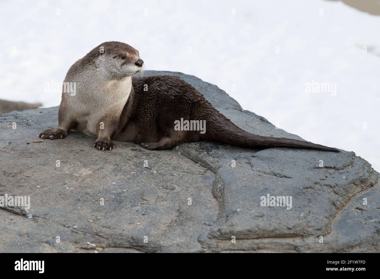 North American river otter (Lontra canadensis) in Winter, shot at