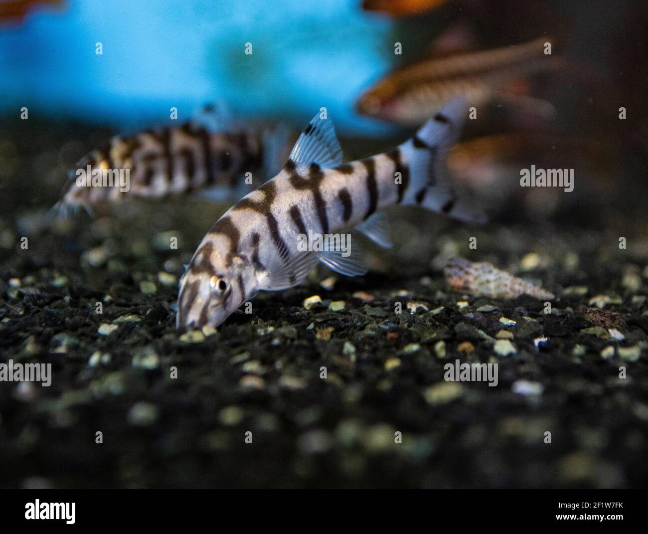 Botia almorhae (yoyo loach or Pakistani loach) in freswater aquarium Stock Photo