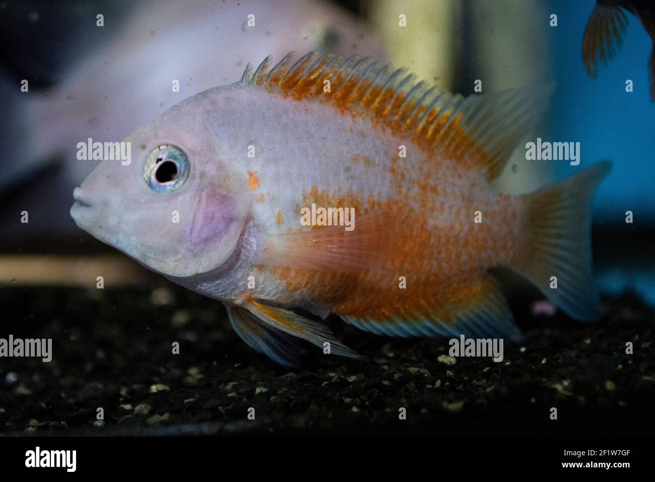 Red parrot aquarium fish in freshwater aquarium Stock Photo