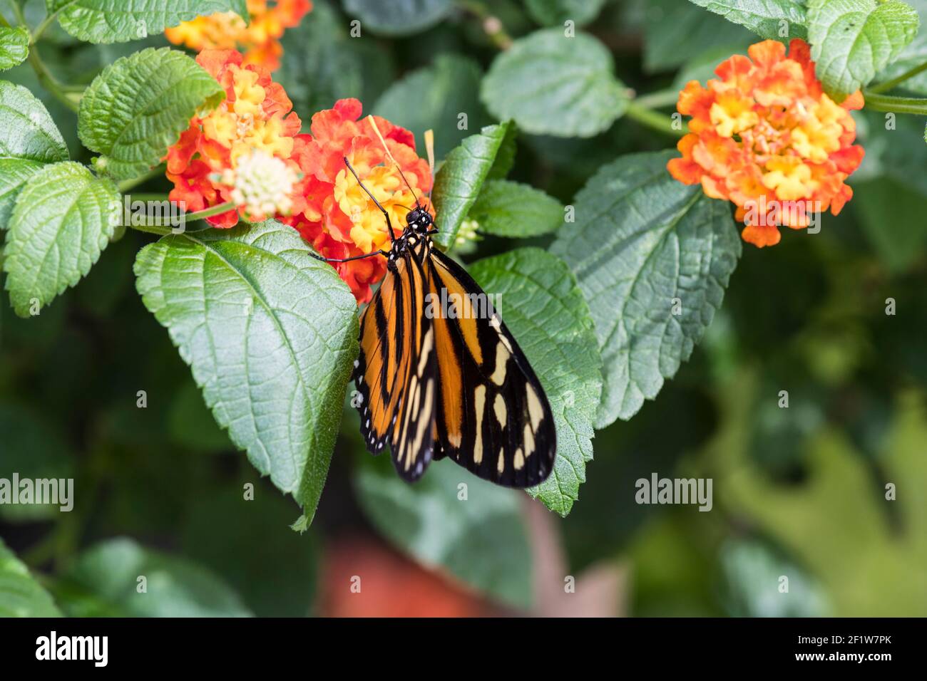 Monarch butterfly (Danaus plexippus) feeding on a flower, Botanical