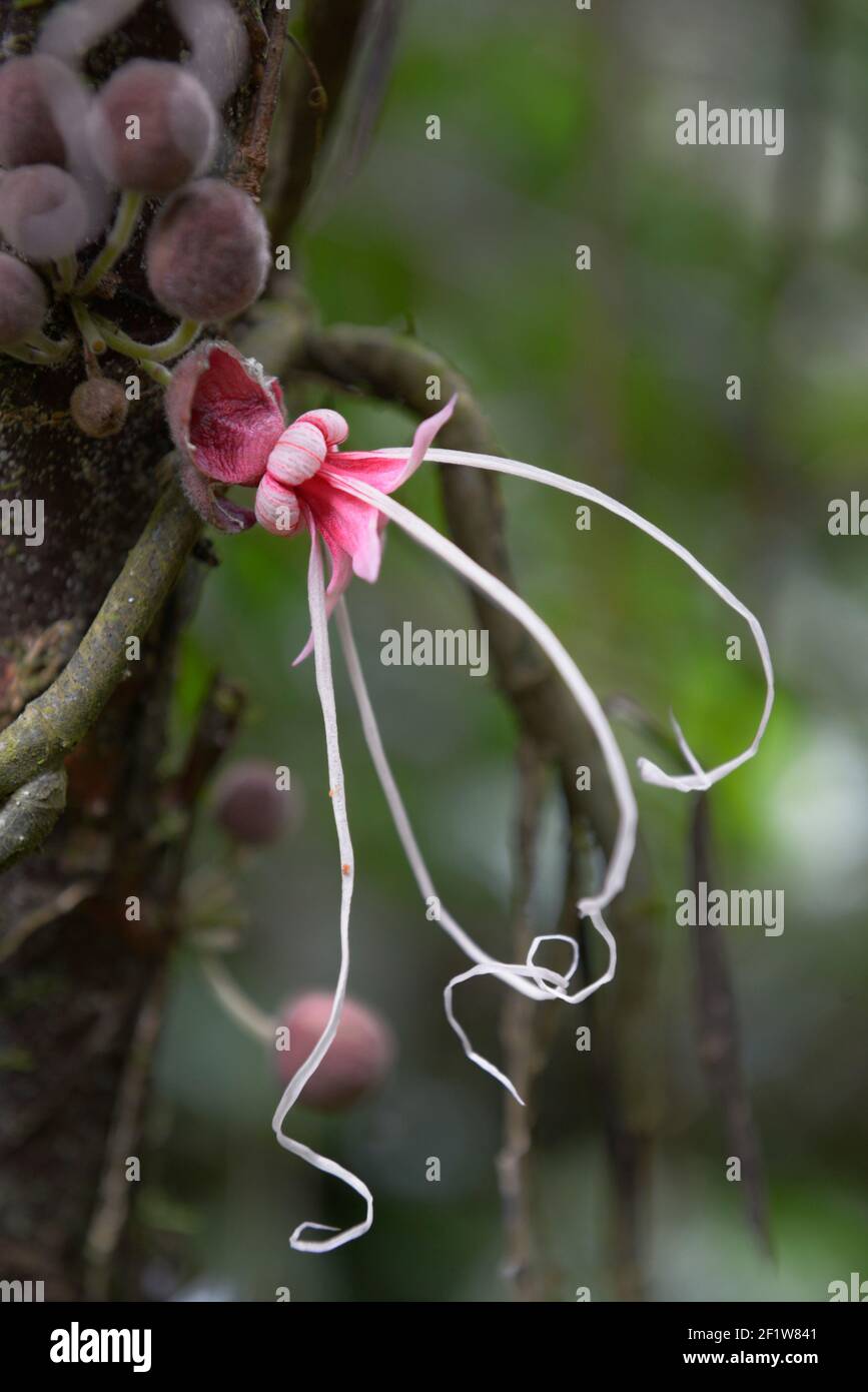 Herrania mariae hires stock photography and images Alamy