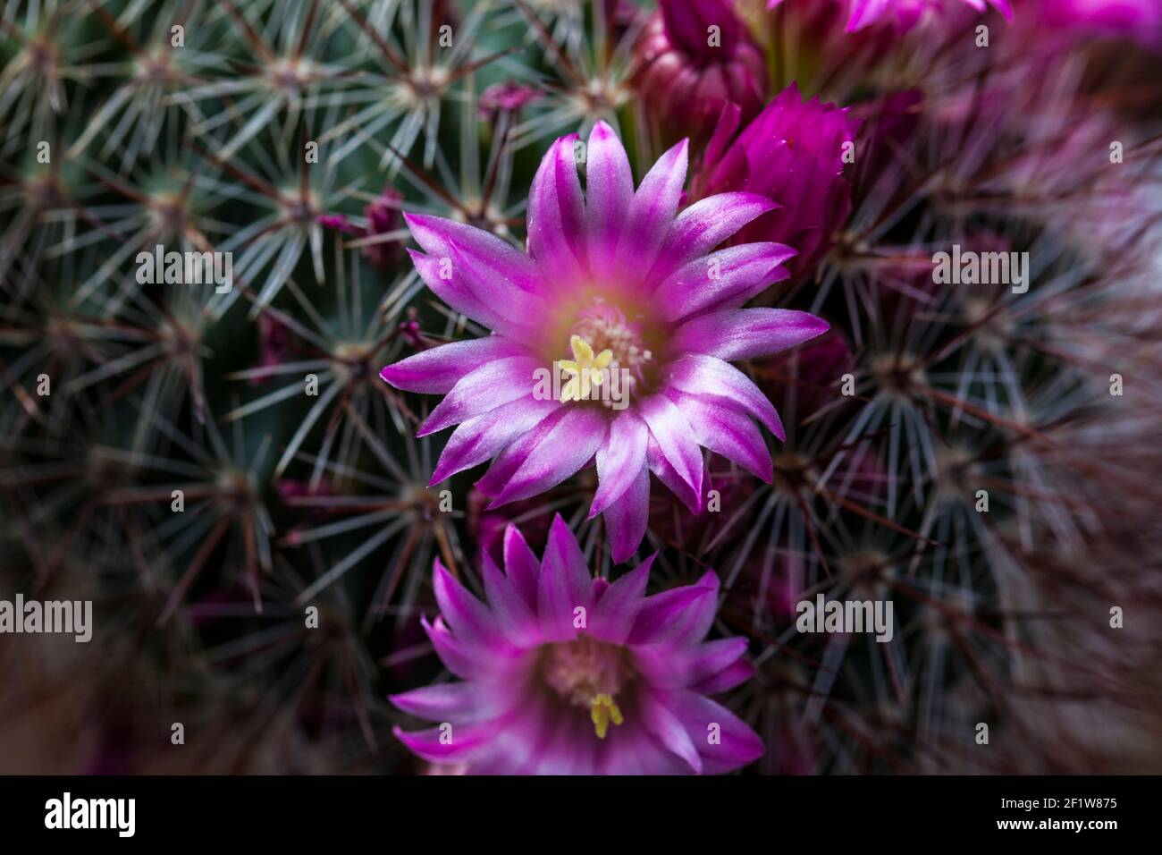 Mammillaria guelzowiana cactus hires stock photography and images Alamy