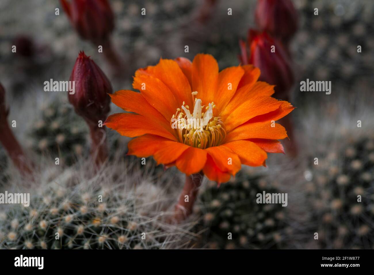 orange cactus flower, Rebutia, Montreal Botanical Gardens Stock Photo