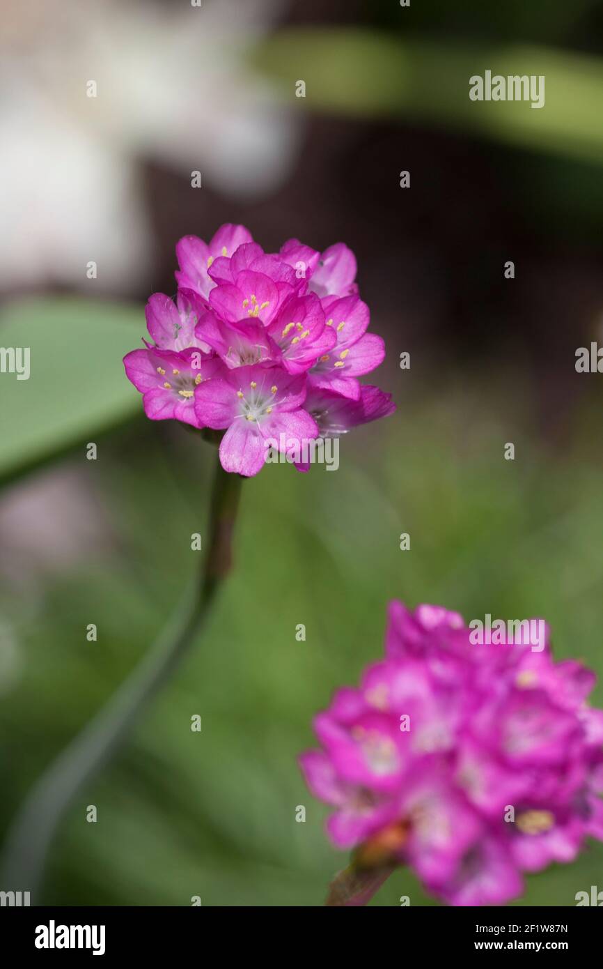macro shot, selective depth of field, pink flower,  ameria Pink (Armeria maritima), cultivated flower garden Pointe Claire, Qc Stock Photo